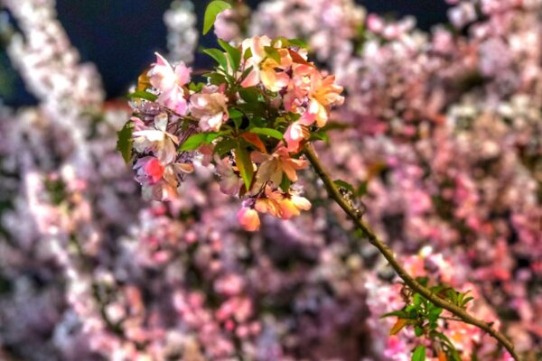 Photo The type of spring beauty