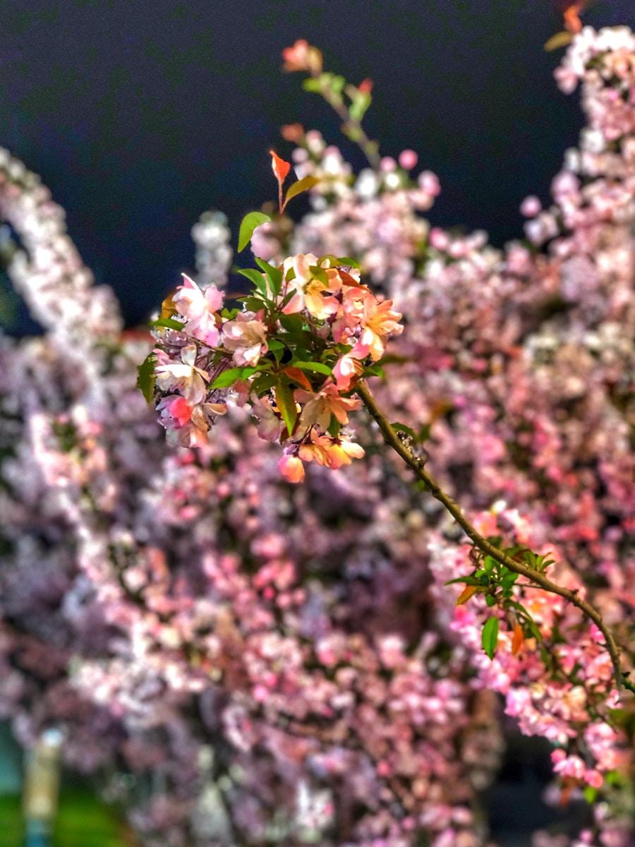 Photo The type of spring beauty