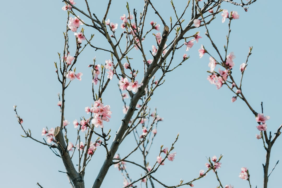 Photo powder pink